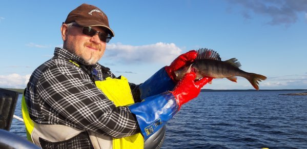 Kalastaja saanut ahvenen verkosta.