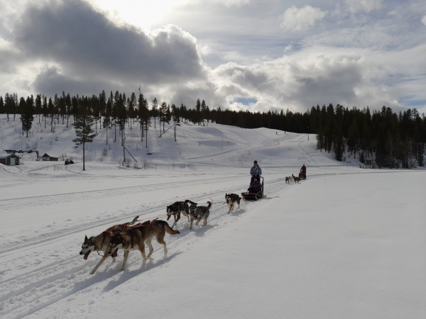 Husky-valjakot Ritavalkealla Valkeajärven jäällä. 