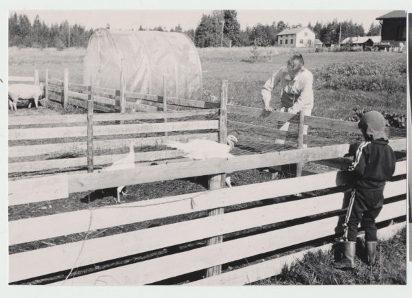 Kirsti ja hänen poikansa kalkkuna-aitauksen luona, elokuu 1983