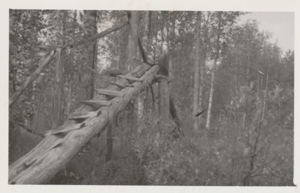 Tikapuut pellojärven vieressä, 1954