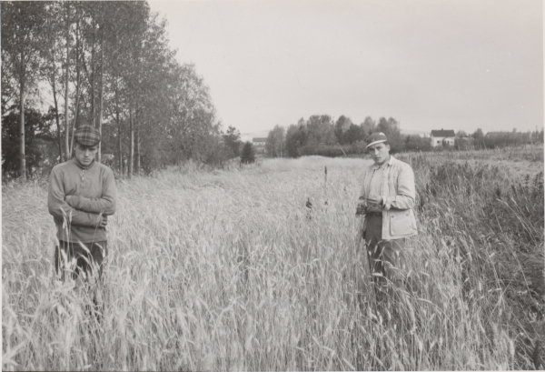 Seppo Alatalo ja Jukka Alatalo viljapellolla, n. 1965
