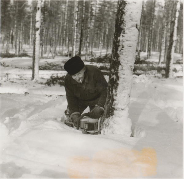 Yrjö Parpala tukin kaadossa Jaakko Jolman metsässä Jalomaassa