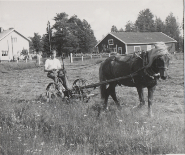 Kalevi Lahti ohjastaa hevosta ,noin 1950
