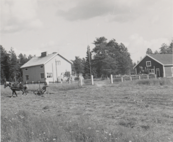 Kalevi Lahti ohjastaa hevosta, noin 1950