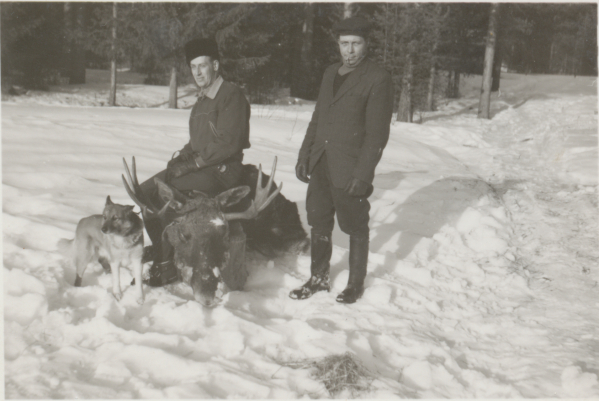 vas. Väinö Mäkikyrö ja Eelis Lahti sekä kaadettu hirvi, noin 1940