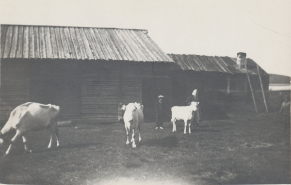 Nainen ja poika ulkoiluttamassa lehmiä, 1936