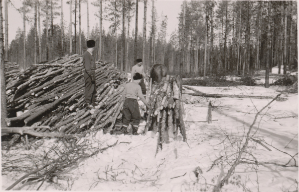 Miehet lastaavat puita rekeen