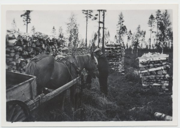 Miehet hakemassa puita hevoskärryillä