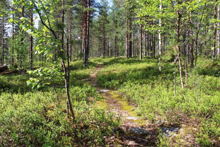 Kesäinen kuva Kittisvaaran Maupertuis-polulta.